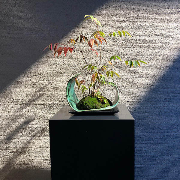 Coelux In The Traditional Japanese Ro Ji Tea Garden Tokyo